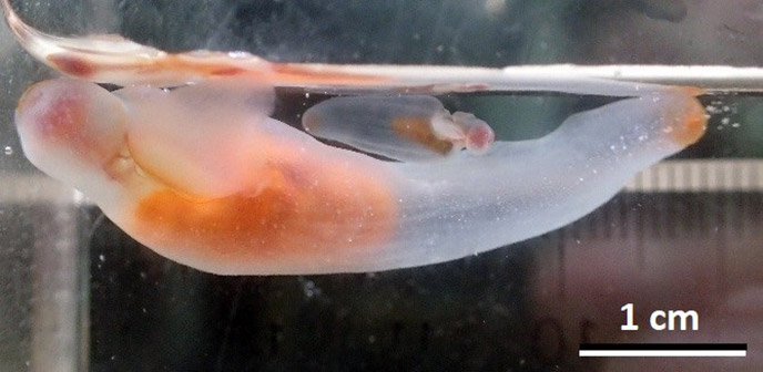 オホーツク海南部で見られる小さなクリオネと大きなクリオネの謎を解明 地球温暖化による海洋環境変化に対する生物の応答解明に期待 研究成果 国立極地研究所