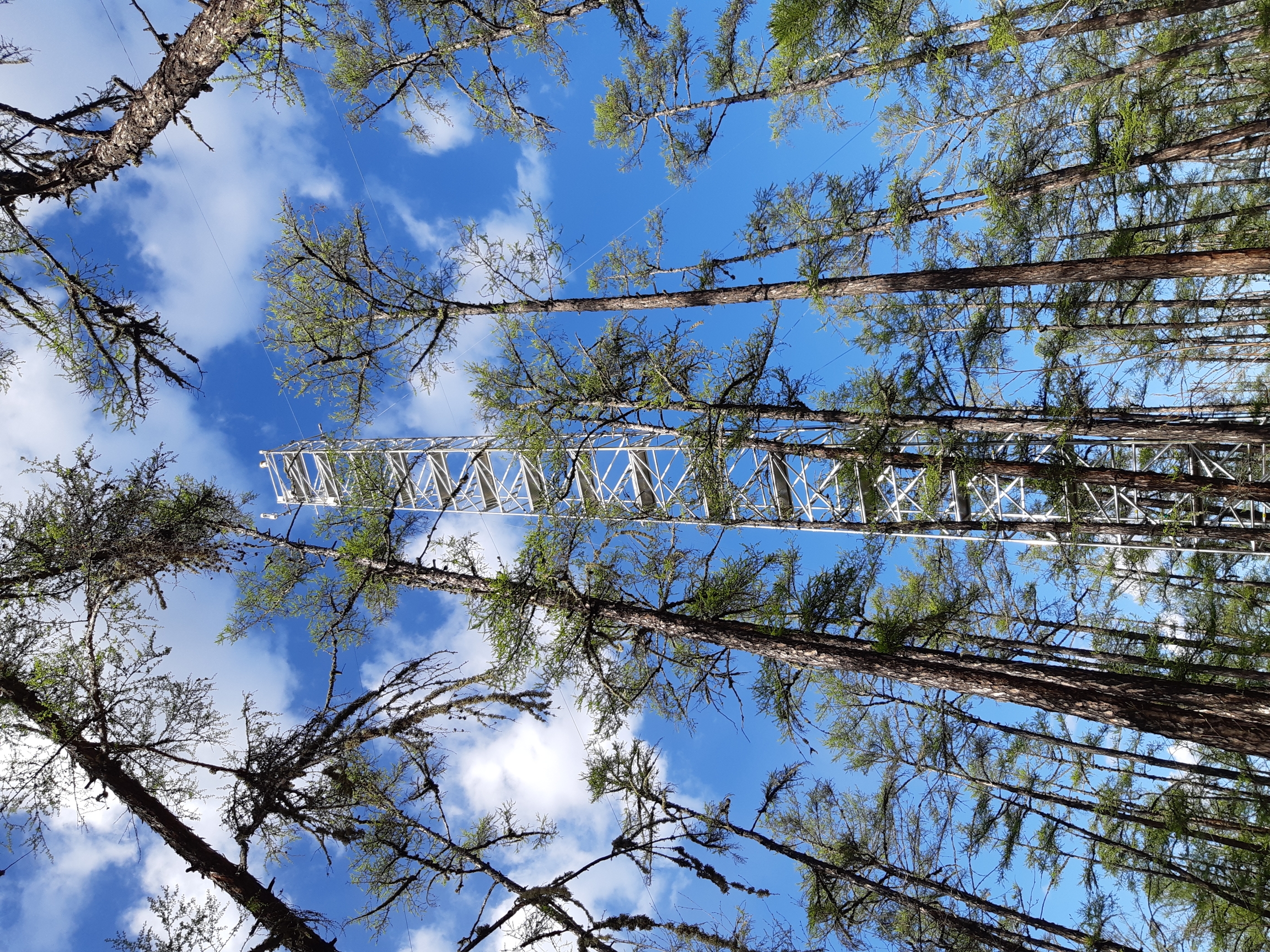 Weather observation tower established in a Japanese larch forest, which is widely spread across Eastern Siberia