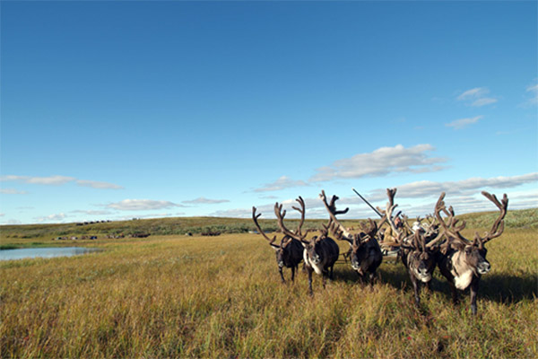 The Tundra Nenets, reindeer herders, nomadic caravan in summer
