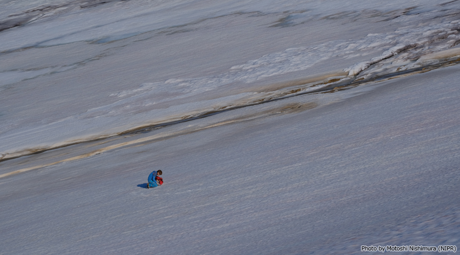 Red snow is widely distributed over the snow cover on the sides of glaciers