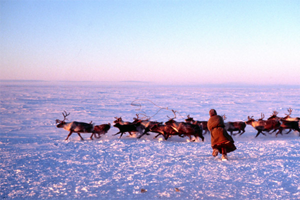 冬季の家畜トナカイ捕獲作業中のツンドラ・ネネツ人