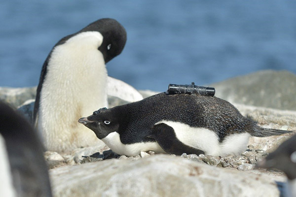 Antarctic penguins happier with less sea ice / News & Topics / National  Institute of Polar Research